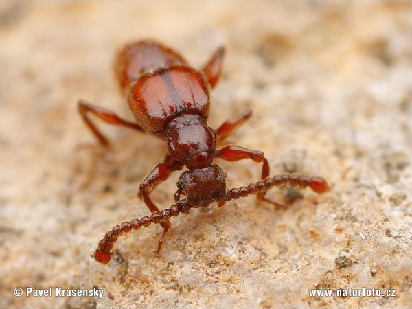 Rove Beetle (Batrisodes formicarius)