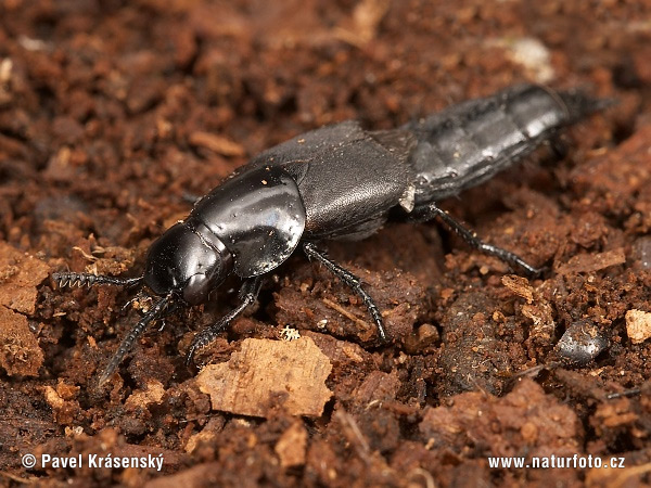 Rove Beetle (Velleius dilatatus)