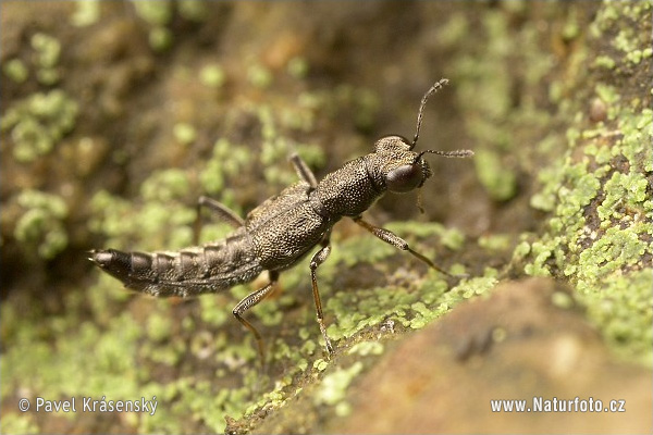 Rove Beetle (Stenus fossulatus)