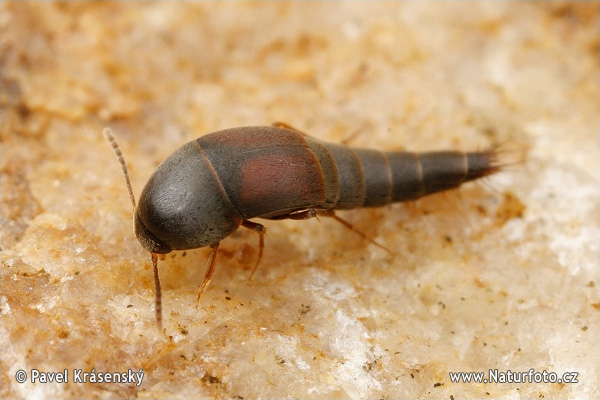 Rove Beetle (Sepedophilus marshami)