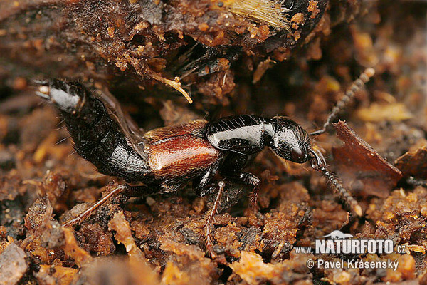 Rove Beetle (Hesperus rufipennis)