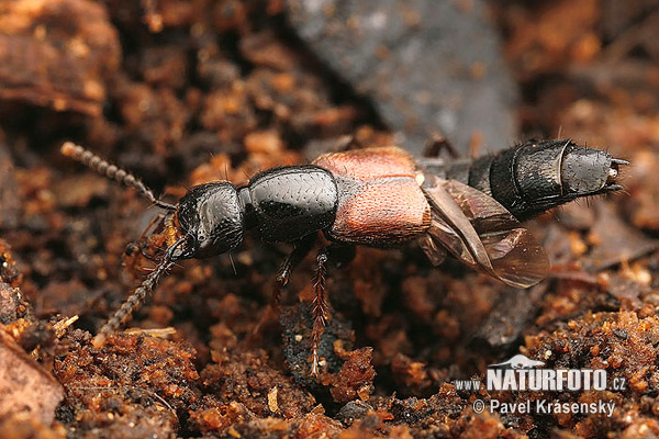 Rove Beetle (Hesperus rufipennis)