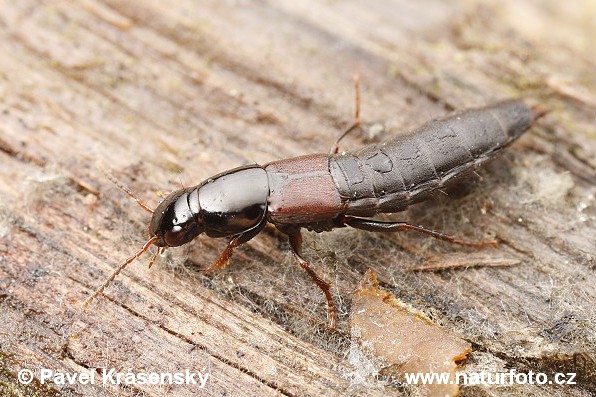 Rove Beetle (Quedius molochinus)