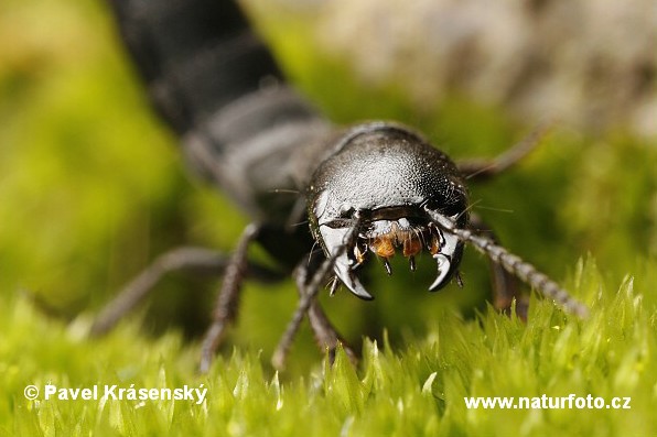 Rove Beetle (Ocypus nitens)