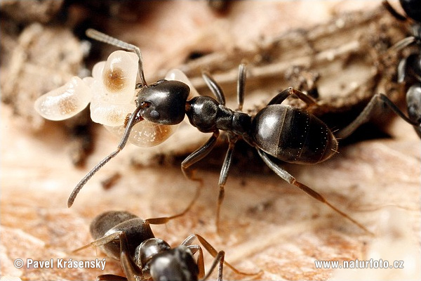rratic ant