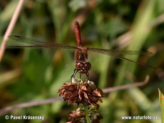 Ruddy Darter, libélula flecha roja