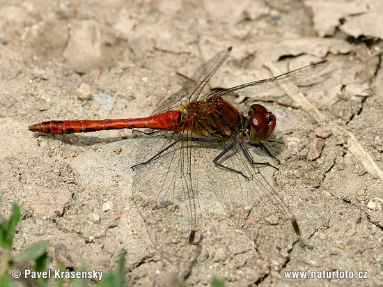 Ruddy Darter, libélula flecha roja