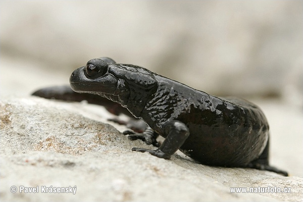 Salamandra atra