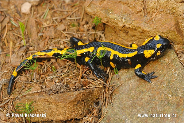 Salamandra común