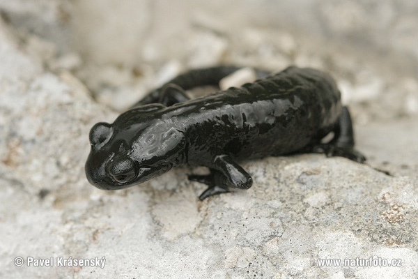 Salamandra nera