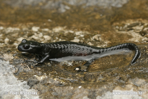 Salamandra nera