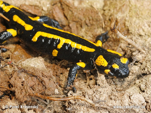 Salamandra pezzata