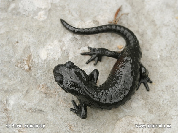 Salamandre noire