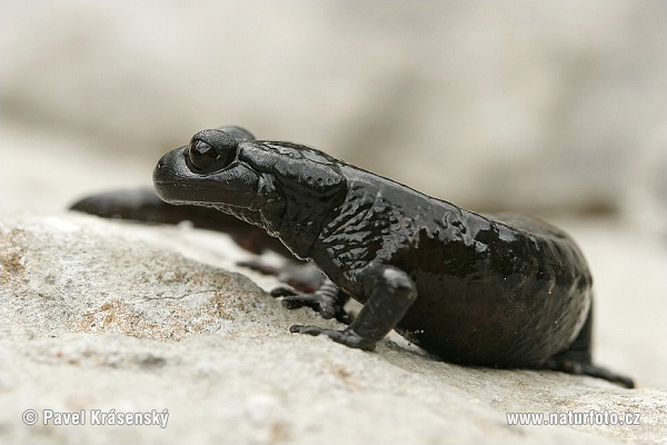 Salamandre noire