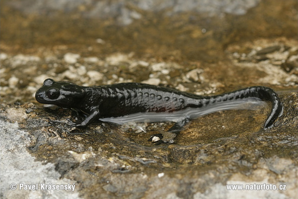 Salamandre noire