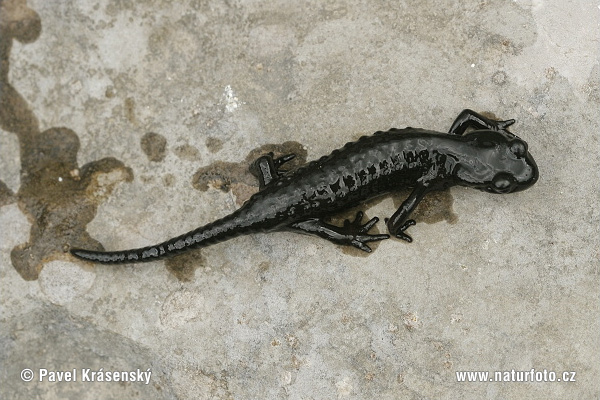 Salamandre noire