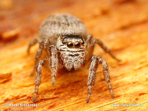 Salticidae