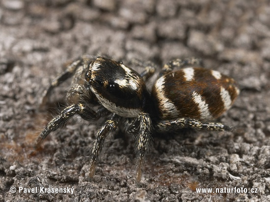 Salticus scenicus