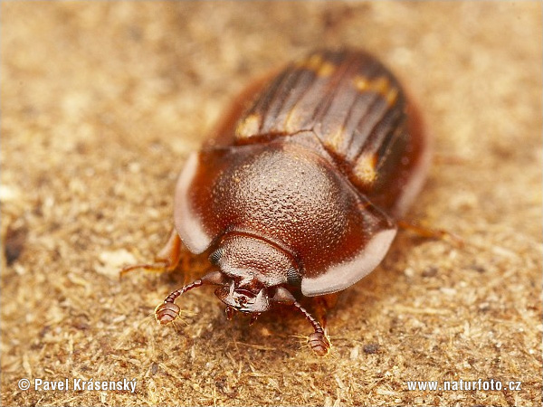 Sap-sucking Beetle (Amphotis marginata)