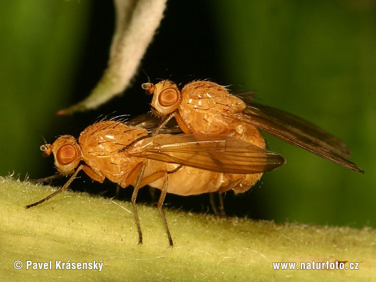 Sapromyza sp. in copula