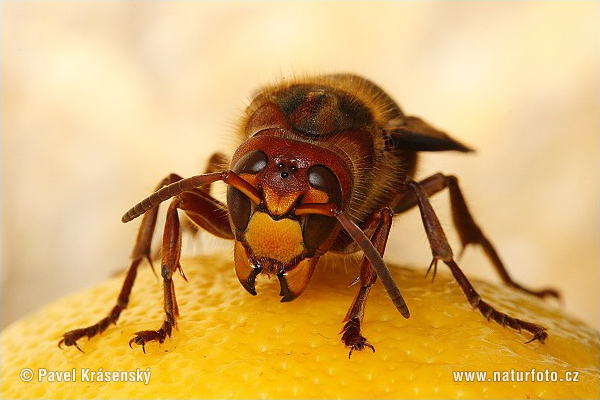 Sarıca eşek arısı