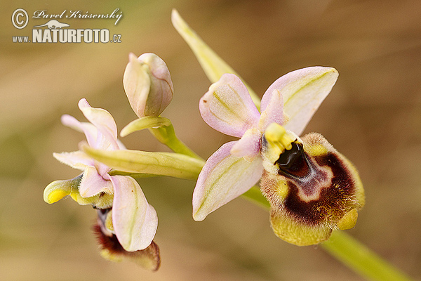 Sawfly Orchid (Ophrys tenthredinifera)