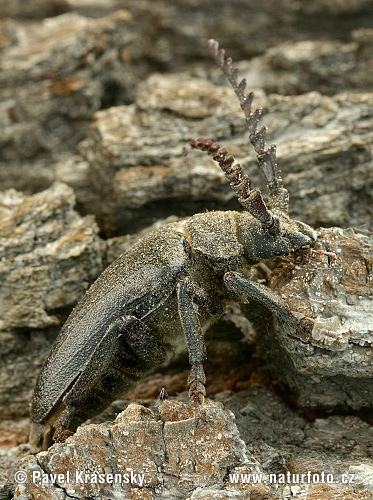 Sawing Support Beetle (Prionus coriarius)