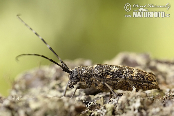 Sawyer beetle (Monochamus sartor)