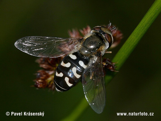 Scaeva pyrastri