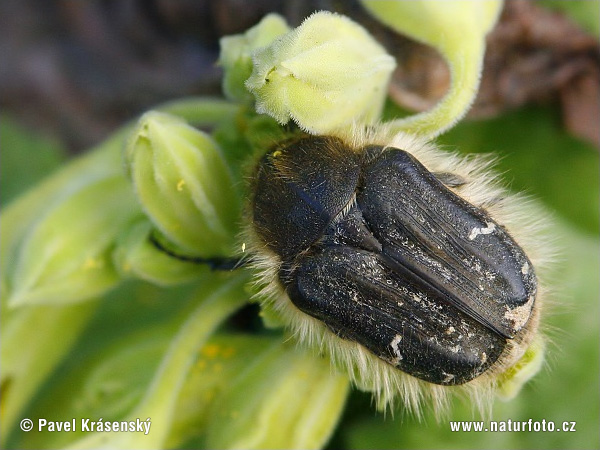 Scarab Beetle (Tropinota hirta)