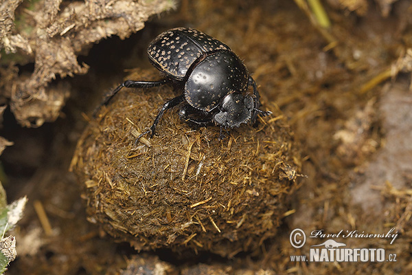 Scarabaeinae Dung Beetle (Scarabaeus variolosus)