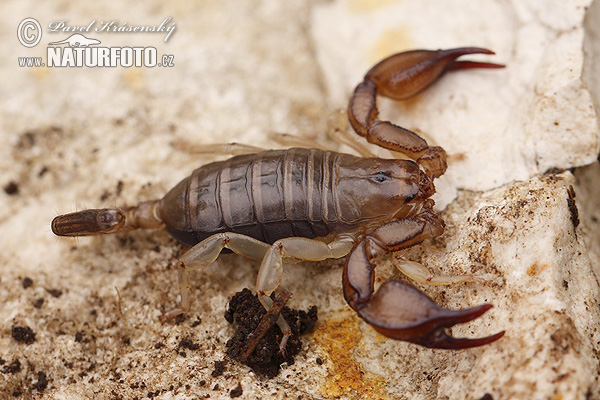Scorpion (Euscorpius sp.)