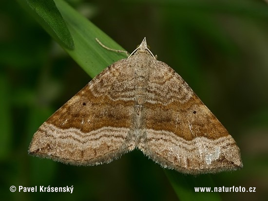 Scotopteryx chenopodiata
