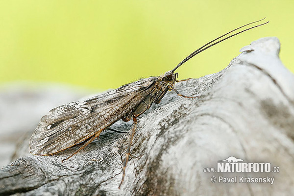 Sedge Fly (Trichoptera)