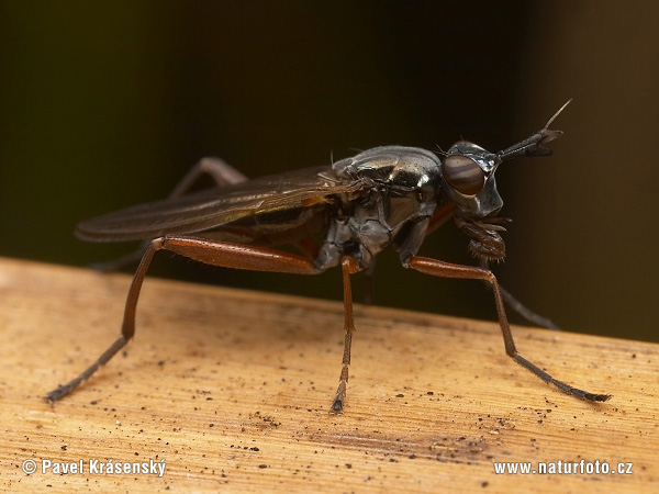 Sepedon sphegea