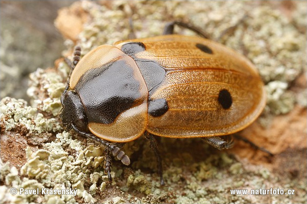 Sexton Beetle (Dendroxena quadrimaculata)