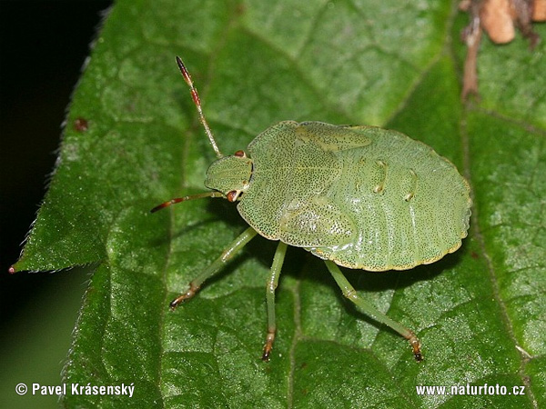 Shield Bug (Palomena sp.)