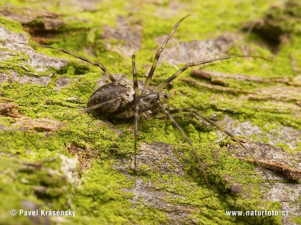 Siberian Spider (Drapetisca socialis)