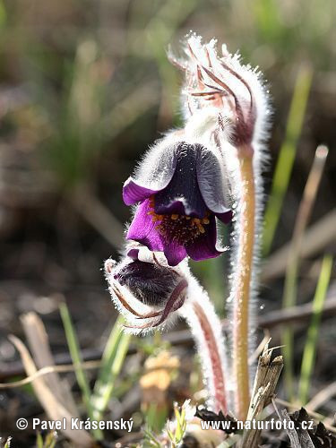 Small Pasque Flower (Pulsatilla pratensis subsp. bohemica)
