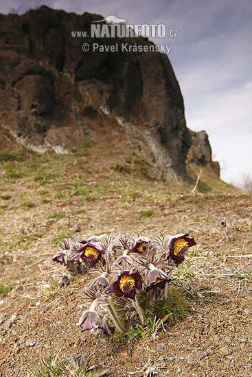 Small Pasque Flower (Pulsatilla pratensis subsp. bohemica)