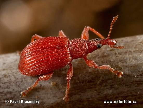 Small Pinky-red Weevil (Apion frumentarium)