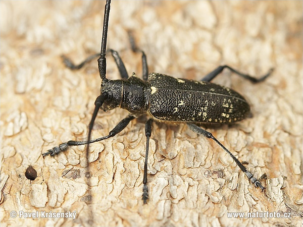 Small White-Marmorated Long-Horned Beetle (Monochamus sutor)