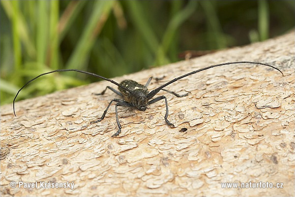 Small White-Marmorated Long-Horned Beetle (Monochamus sutor)