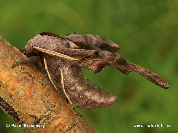 Smerinthus ocellata