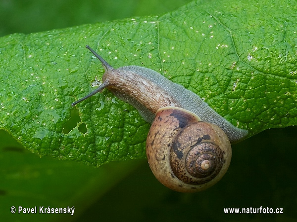 Snail (Fruticicola fruticum)