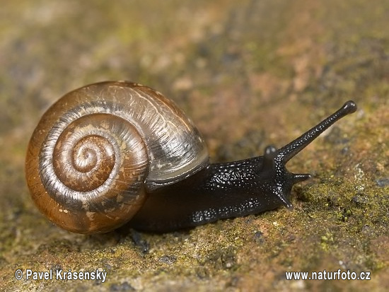 Snail (Faustina faustina)