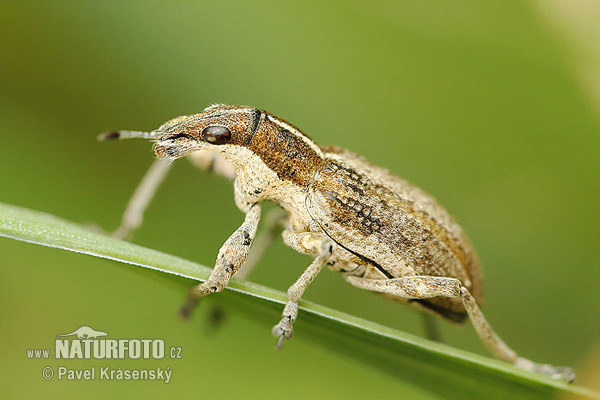 Snout Beetle (Sitona gressorius)