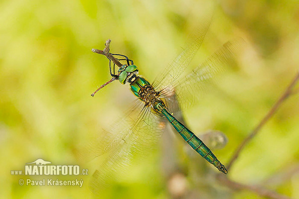 Somatochlora metallica