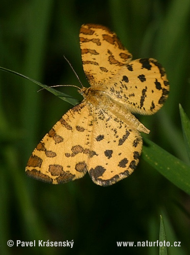 Speckled Yellow (Pseudopanthera macularia)