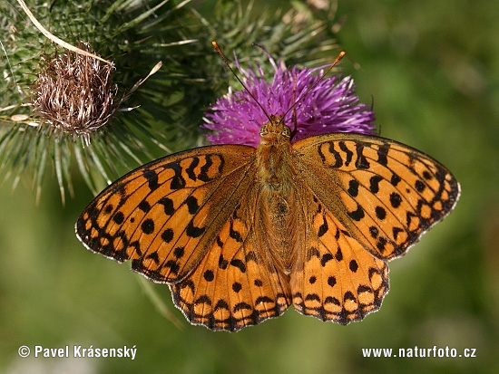 Speyeria aglaja